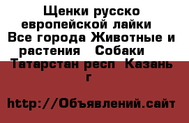 Щенки русско европейской лайки - Все города Животные и растения » Собаки   . Татарстан респ.,Казань г.